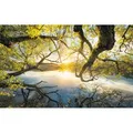 Produktbild: Komar Fototapete Vlies Golden Embrace  400 x 250 cm