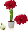 Produktbild: Amaryllis Zwiebeln - Double Dark Red - 1 Stück - Rot - Blumenzwiebeln