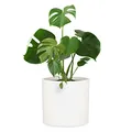 Produktbild: Fox&Fern Übertopf XL - Blumentopf Gross inkl. Wasserabfluss - Blumentopf hoch 34cm - Übertöpfe für Zimmerpflanzen - 38cm Durchmesser - Pflanzentöpfe groß - Plant Pot - mattweiß