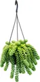 Produktbild: Sedum morganianum 'Burrito' - Affenschaukel - 14cm Ampeltopf - hängende Sukkulente