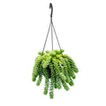 Produktbild: Exotenherz Sedum morganianum 'Burrito' - Affenschaukel - 14cm Ampeltopf - hängende Sukkulente