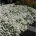 Produktbild: Filziges Hornkraut - Cerastium tomentosum