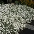 Produktbild: Filziges Hornkraut - Cerastium tomentosum