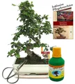 Produktbild: Bonsai Fukientee Carmona microphylla ca. 10 Jahre 25cm Schale Geschenk-Set mit Schere und Dünger