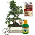 Produktbild: Exotenherz Bonsai Fukientee Carmona Microphylla ca. 10 Jahre 25cm Schale Geschenk-Set Mit Schere Und Dünger