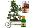 Produktbild: Exotenherz Zimmerpflanze Bonsai Fukientee Carmona microphylla 10 Jahre 25cm Schale Geschenk-Set