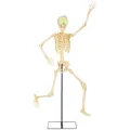 Produktbild: Outsunny Halloween Dekoration, 152 cm Halloween-Skelett mit beweglichen Gelenken, beleuchteten Augen, gruseligem Sound, Soundaktivierte Deko zum Aufhängen/Aufstellen für Party