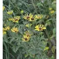 Produktbild: Schwachfilziger Sonnenhut Little Henry - Rudbeckia subtomentosa