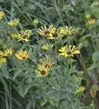 Produktbild: Schwachfilziger Sonnenhut Little Henry - Rudbeckia subtomentosa - lebende Gartenpflanze aus den Baumschulen
