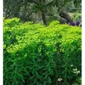Produktbild: Hohe Wolfsmilch - Euphorbia cornigera