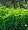 Produktbild: Hohe Wolfsmilch - Euphorbia cornigera