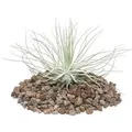 Produktbild: Exotenherz Tillandsia Magnusiana Lose Pflanze