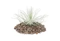Produktbild: Exotenherz Zimmerpflanze Tillandsia magnusiana - lose Pflanze