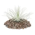 Produktbild: Exotenherz - Tillandsia magnusiana - lose Pflanze