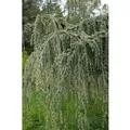 Produktbild: Cedrus Libani Glauca Pendula Libanon-Zeder Blaugrün 150–175 cm