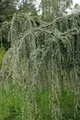 Produktbild: Pflanzen für Dich Konifere Cedrus libani Glauca Pendula, 1 St., Libanon-Zeder, Blaue Hängezeder, blaugrau, hängende Äste