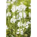 Produktbild: Physostegia Virginiana Summer Snow Virginische Gelenkblume Ca. 9x9 cm Topf
