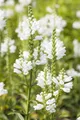 Produktbild: Physostegia virginiana 'Summer Snow', weiß, ca. 9x9 cm Topf