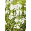 Produktbild: Physostegia Virginiana 'summer Snow' P 0,5