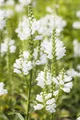 Produktbild: Pflanzen für Dich Staude Physostegia virg. Summer Snow, 1 St., Gelenkblume, Virginische Gelenkblume