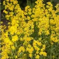 Produktbild: Goldrute Goldkind - Solidago