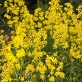 Produktbild: Goldrute Goldkind - Solidago - lebende Gartenpflanze aus den Baumschulen