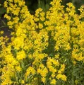 Produktbild: Goldrute Goldkind - Solidago