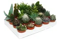 Produktbild: Kakteen und Sukkulenten - Starter Set XXL - 20 verschiedene Pflanzen im 5,5cm Topf