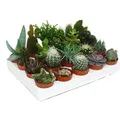 Produktbild: Exotenherz Kakteen Und Sukkulenten Starter Set XXL 20 Verschiedene Pflanzen im 5,5cm Topf
