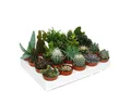 Produktbild: Exotenherz Kaktus Kakteen-Sukkulenten Starter Set XXL 20 versch. Pflanzen im 5,5cm Topf