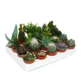 Produktbild: Kakteen und Sukkulenten - Starter Set XXL 20 verschiedene Pflanzen im 5,5cm Topf
