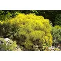 Produktbild: Genista Pilosa Goldilocks Ginster Goldgelb 20–30 cm