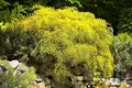 Produktbild: Pflanzen für Dich Gehölze Genista pilosa Goldilocks, 1 St., Flaumginster, Goldginster