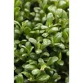 Produktbild: Ilex crenata 'Convexa' 20-25 cm