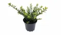 Produktbild: Ilex crenata 'Convexa', Japanische Stechpalme, immergrün, 20–25 cm