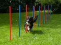 Produktbild: Lemodo Agility-Slalom Premium Slalom-Stangen, 12er Set, Hundetraining, Kunststoff, (12-tlg) Slalomstangen, 12er Set, mit verzinkten Erdnägeln, Premium-Qualität