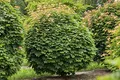 Produktbild: Acer platanoides 'Globosum' 80 cm – Winterhart & Mehrjährig & Pflegeleicht – Kugelahorn – Solitärbaum für Garten & Vorgarten