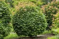 Produktbild: Pflanzen für Dich Gehölze Acer platanoides Globosum, 1 St., Kugel-Norway-Ahorn, Kugelahorn