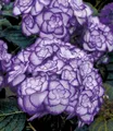 Produktbild: BALDUR Garten 1x Winterharte Freiland-Hortensie Miss Saori blue®, Pflanze im 1,5 Liter-Topf, Hydrangea macrophylla, pflegeleicht, für Standort im Schatten geeignet, blühend