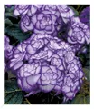 Produktbild: Winterharte Freiland-Hortensie 