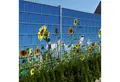 Produktbild: zaunzu Sichtschutzstreifen Sonnenblumen - Bedruckter Sichtschutz 2,5m x 1,8m, (1 Rolle, Motivdruck Sichtschutzstreifen), Fotodruck für Doppelstabgitter