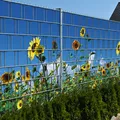 Produktbild: Sichtschutz SONNENBLUMEN Zaun Sichtschutzstreifen
