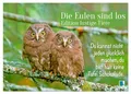 Produktbild: Die Eulen sind los: Edition lustige Tiere (Wandkalender 2026 DIN A4 quer),...