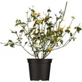 Produktbild: Kerria Japonica Ranunkelstrauch 40-60 cm
