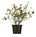 Produktbild: Kerria japonica 'Pleniflora', Ranunkelstrauch, gelb, 40–60 cm