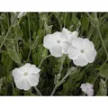 Produktbild: Blumixx Stauden Lychnis coronaria ‘Alba’ – Weiße Vexiernelke, weiß blühende, winterharte Gartenstaude, pflegeleicht & trockenheitsverträglich, ideal für Beet, Naturgarten & sonnige Standorte