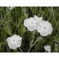 Produktbild: Blumixx Stauden Lychnis coronaria 'Alba' - Vexiernelke