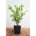 Produktbild: Ligustrum ovalifolium 'Aureum' ca. 9x9 cm Topf