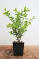 Produktbild: Pflanzen für Dich Gehölze Ligustrum oval. Aureum, 1 St., Goldliguster, Ovalblättriger Liguster