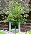 Produktbild: Hochstamm Korkflügelstrauch 100-125cm - Euonymus phellomanus - lebende Gartenpflanze aus den Baumschulen